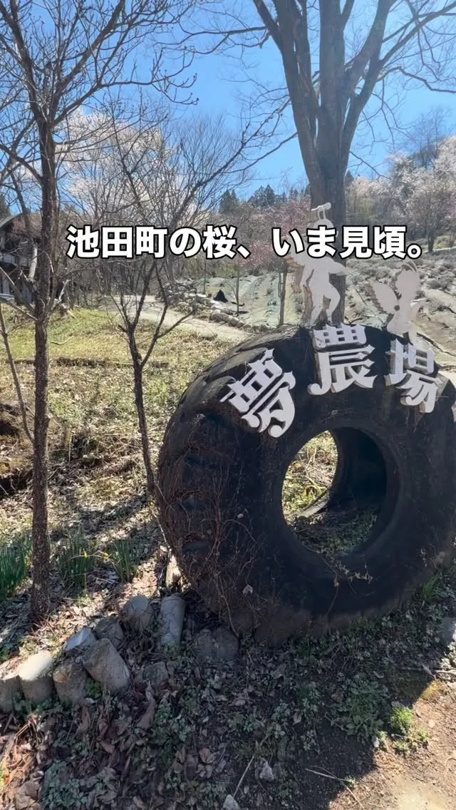 池田町の桜の名所をめぐる、春の景色。